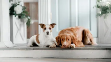Dogs on a porch