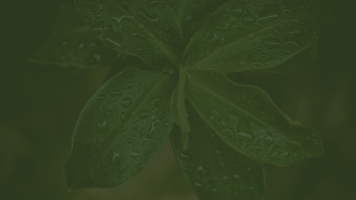 Background image for 